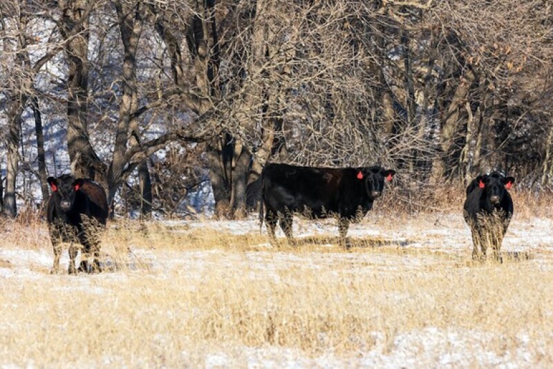Cows