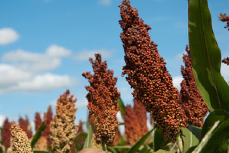 sorghum new sell