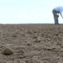Farmer Checking Dirt