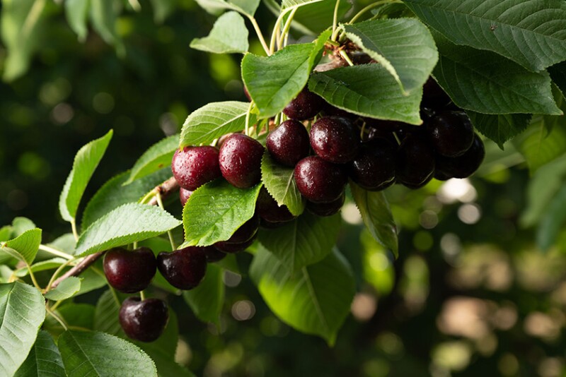 Cherries on a tree branch