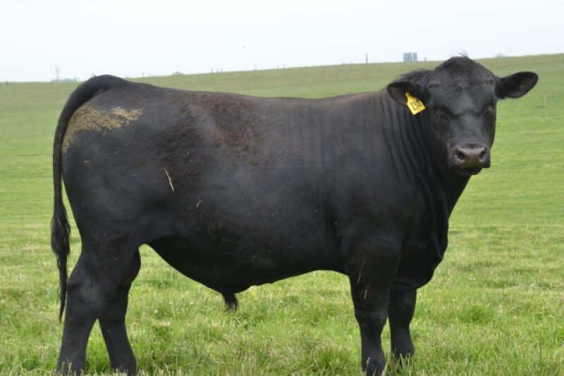 BT_Kentucky_Angus_Bull