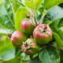 Young apples on tree