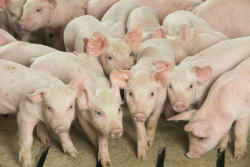 Cash-traded weaner pig volume was below average this week.
