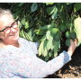Enola Price, field manager for Eco Farms, inspects organic avocados in early March. Organic is a big part of the company’s business, says Gahl Crane, sales director. Demand for organic avocados continues to increase, despite their higher price compared to conventional fruit, Crane says.