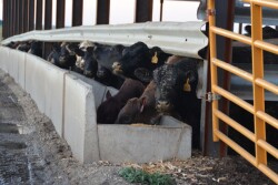 BT_Feeder_Cattle_Bunk_Hoop_Building