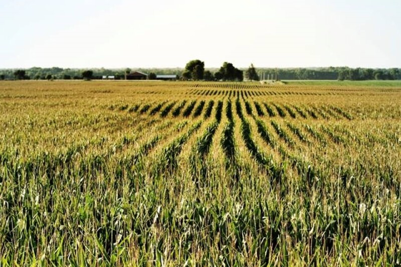 iStock Corn Field Cropped