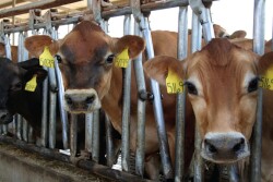 dairy_cows