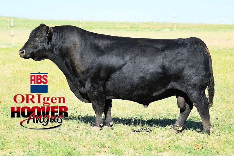 Hoover Dam, bred by Hoover Angus. 