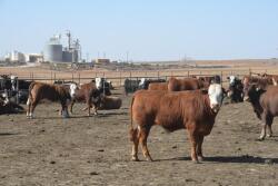 Stock photo of feedlot cattle.