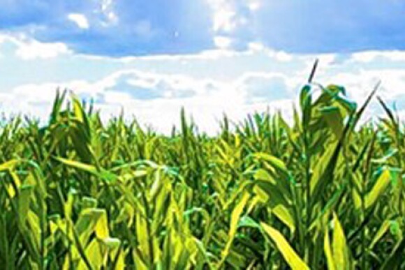 Iowa cropland values rise nearly 27% in a year.