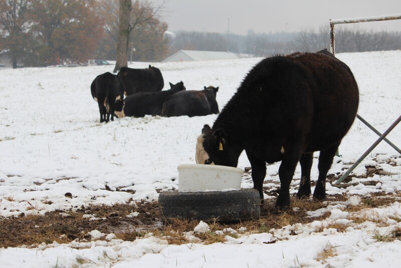 Cattle Mineral Feeder.JPG