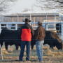 Have your shopping list ready before making a bull purchase. Focus on what your breeding or marketing goals will be for the calves sired by the bull.