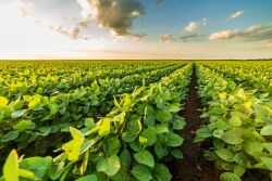 BASF expects to deliver the first trait-enabled, resolved isomeric postemergence herbicide with its introduction of Liberty ULTRA herbicide, Powered by Glu-L Technology, to the U.S. marketplace next season, the company reports.