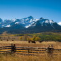 Cattle near mountain