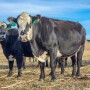 Cows-Walz-2023.jpg