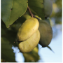 pongamia