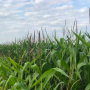 In 2018, the median net income for Minnesota farmers was $26,055. That’s down 8% from last year and the lowest in the past 23 years.