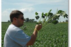 Pro Farmer Editor Brian Grete is seen here counting soybean pods during the 2017 Pro Farmer Midwest Crop Tour. Grete, in his 8th year as tour director, says USDA's August crop production forecast is "lofty".