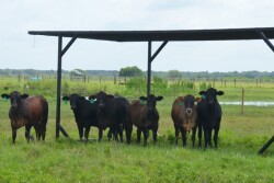 BT_Cattle_Shade