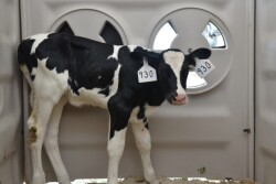DT_Dairy_Holstein_Calf