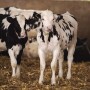 Dairy calves in a barn