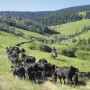 Driving cow calf pairs