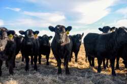 Weaned calves.jpg