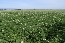 washington russet fields
