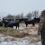 BT_Winter_Cattle_Feeding