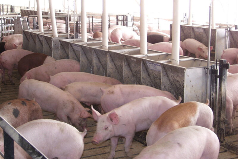 How will potentially higher corn prices impact feed cost indices for a swine finishing enterprises?