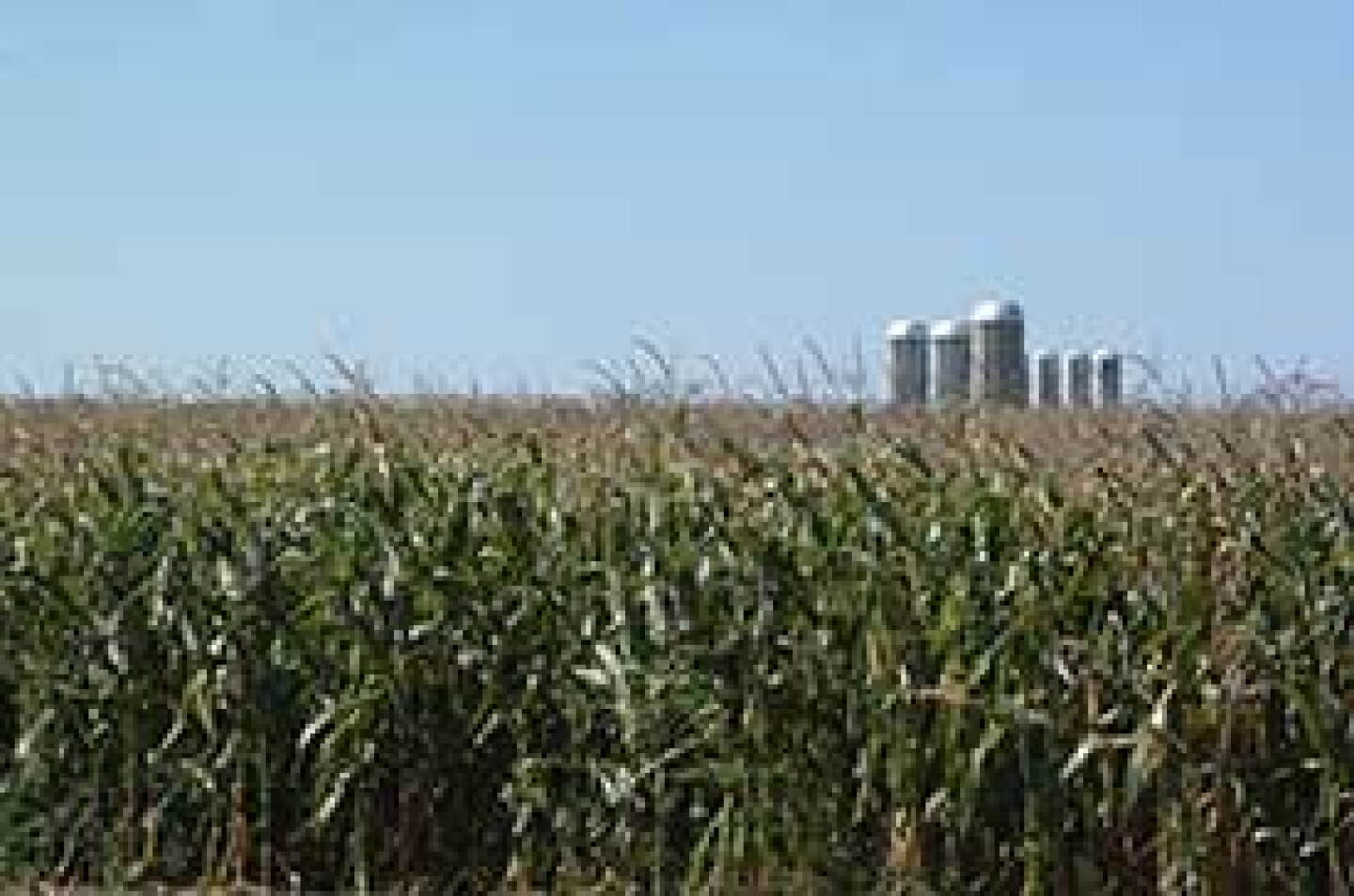 Corn-and-silos-ED.jpg