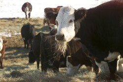 Forage quality will be a determining factor in the amount of forage consumed. 