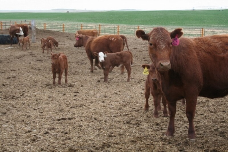 These projects will document how to link ultrahigh frequency backtags with other identification devices to collect animal movement and disease program data.