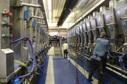 DT Dairy Parlor Milkers_0.JPG