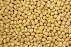 Soybeans