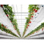 Del Fresco greenhouse