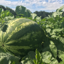 Watermelon in field