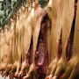 Pork