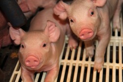 piglet 4 SB
