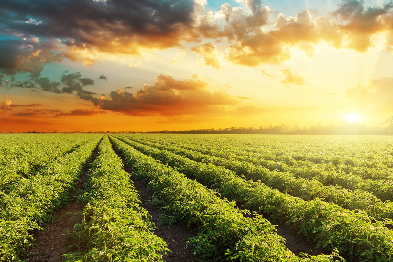 tomato field at sunset