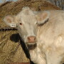 Parts of Iosco and Ogemaw counties in Michigan have been designated by officials as a “Potential High-Risk Area” for bovine tuberculosis after a white-tailed deer in Alcona County tested positive for the disease. 