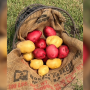 A mix of whole gold and red potatoes on a bag leading into a basket resting on its side in grass.