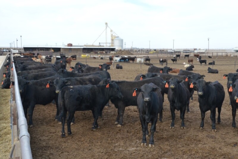 BT_Feedlot_Cattle_2