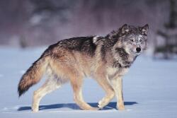 Gray wolf