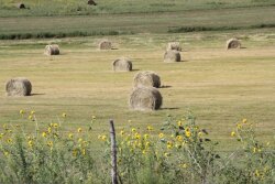 Hay produced on irrigated grass and subirrigated meadows can be a potential supplementation source throughout Nebraska. 