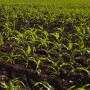 Corn plants