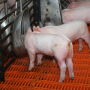 A successful plan for managing weaned pig startups is grounded in science.