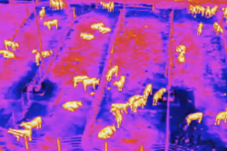 Drones equipped with thermal imaging cameras have been buzzing over a research feedlot near Amarillo, as researchers develop test methods to identify feverish animals before they show symptoms of illness, like eating less feed or infecting other animals. 