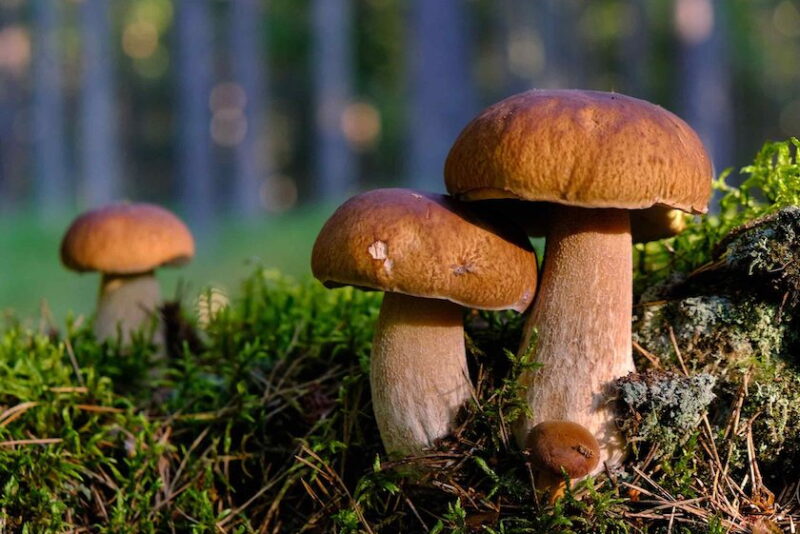 mushrooms in forest