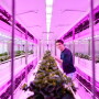 Philips growwise